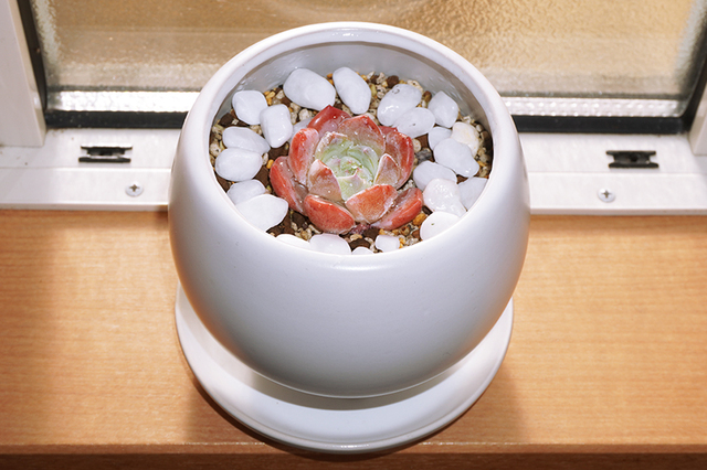 多肉植物2.png